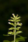 Slender wild basil